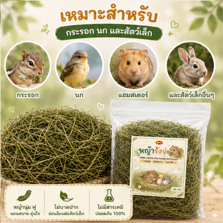 Honeypetzหญ้าทำรังกระรอกนกและสัตว์เล็กอื่นๆหญ้ารังนุ่มขนาด100-200กรัม ราคาถูกสุดๆหญ้านุ่มฟูไม่บาดปาก
