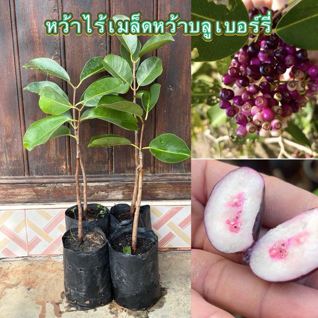ต้นหว้าไร้เมล็ดหว้าบลูเบอร์รี่(ต้นเสียบยอด)ความสูง40cm