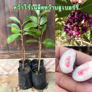 ต้นหว้าไร้เมล็ดหว้าบลูเบอร์รี่(ต้นเสียบยอด)ความสูง40cm