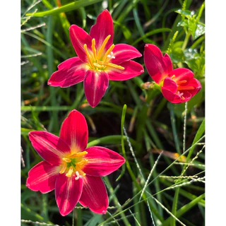 บัวดิน Red fire / Z.Red fire / Zephyranthes/ Rain lilies