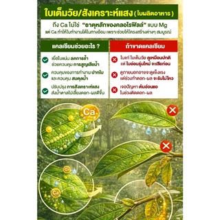 ปุ๋ยเม็ด แคลเซียมคลอไรด์ ขนาด 1 กก. (Ca 27%)ผนังเซลล์พืชแข็งแรง ป้องกันดอกหลุดร่วง ผลแตก