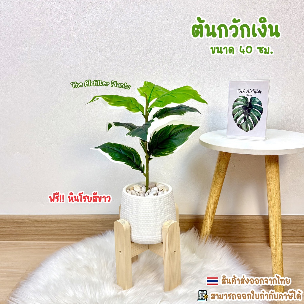ต้นไม้ปลอม(ฟรี!!หินโรย) ต้นกวักเงินสูง35-45ซม. ตั้งหน้าทีวี ตั้งโต๊ะและหัวเตียง ต้นไม้มงคล พร้อมกระถางและหินสีขาว