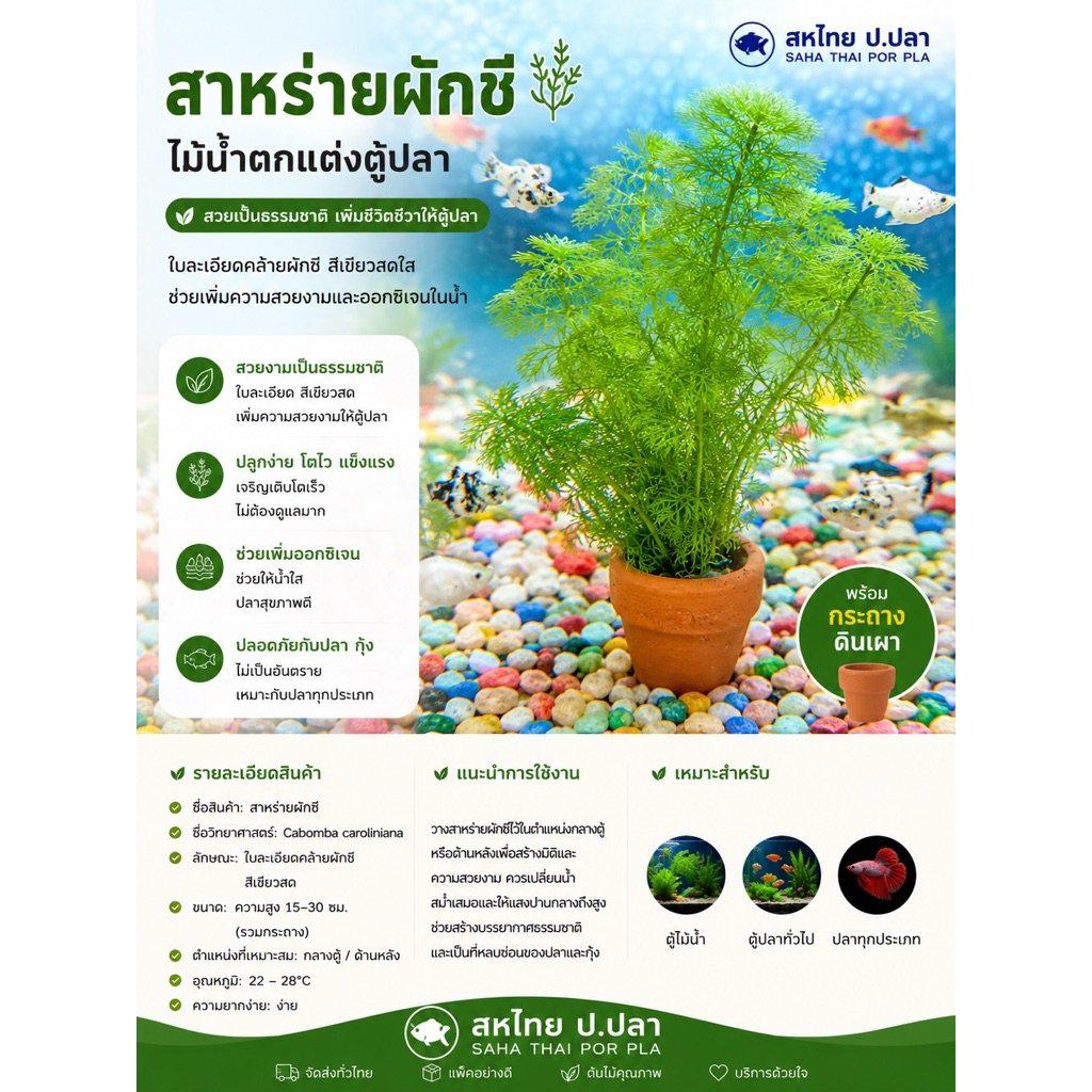 ต้นไม้น้ำ สาหร่ายผักชี เขียวสดใส (8แถม 1)ใส่ในอ่างปลา ตู้ปลา เป็นอาหาร และที่หลบภัยของลูกปลา