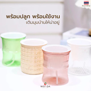 กระถางพลาสติกรดน้ำอัตโนมัติ ส่งจากไทย
