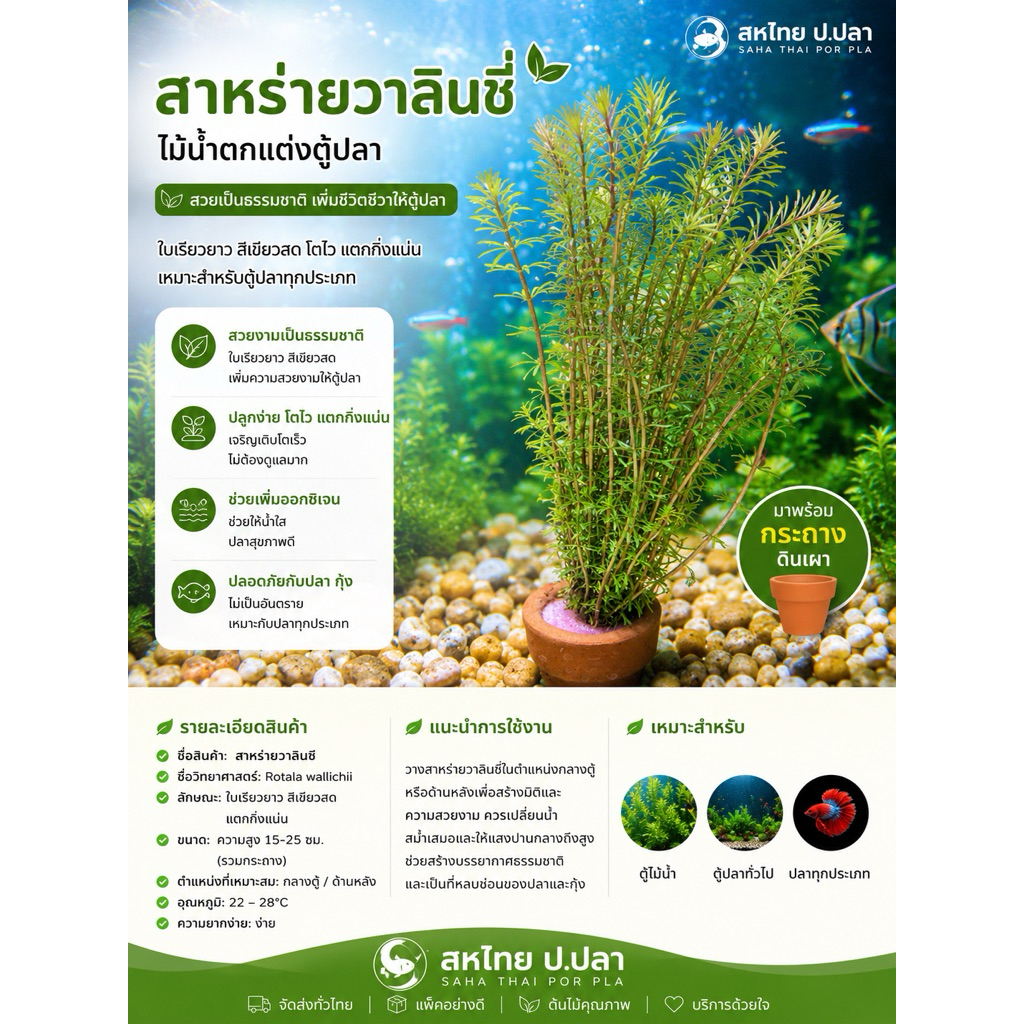 ต้นไม้ (8แถม 1 )สาหร่ายวาลินชี่ สาหร่ายญี่ปุ่น พร้อมกระถาง ใส่อ่างปลา เป็นอาหาร หลบภัยให้ลูกปลาได้