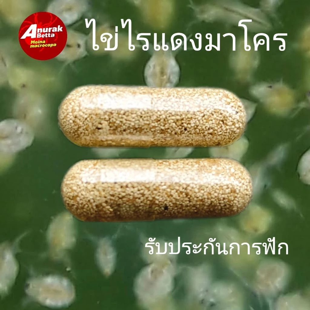 ไข่ไรแดง (มาโครโคปา) บรรจุ 2 แคปซูล(เบอร์1)รับประกันการฟัก