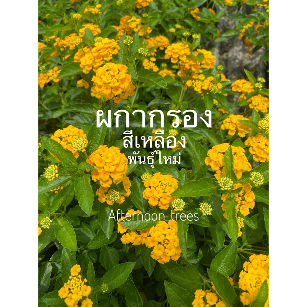 ผกากรอง สีเหลืองเลมอน พันธุ์ใหม่ มีหลายขนาด ดอกสีเหลืองสดไม่มีขาวปน