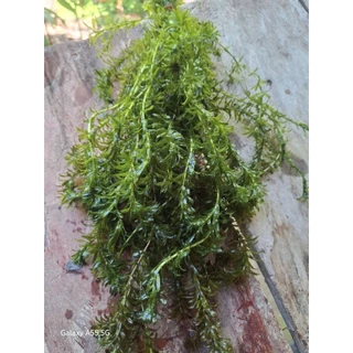 สาหร่ายหางกระรอกแท้ ใช้ตกแต่งตู้ปลา อางปลา ส่งตรงจาก จ.เพชรบุรี