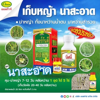 เบอร์กันดี 1 กล่อง ตราออสก้าร์ บิสไพริแบก-โซเดียม กำจัดวัชพืชในนาข้าว ใบแคบ ใบกว้าง กก ข้าวนกสีชมพู หญ้าปากควาย หญ้าแดง