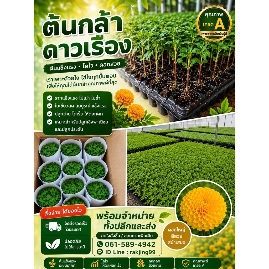 ต้นกล้าดาวเรืองพร้อมปลูกแพ็คเกจชุด50ต้น/100ต้น/ 200ต้น
