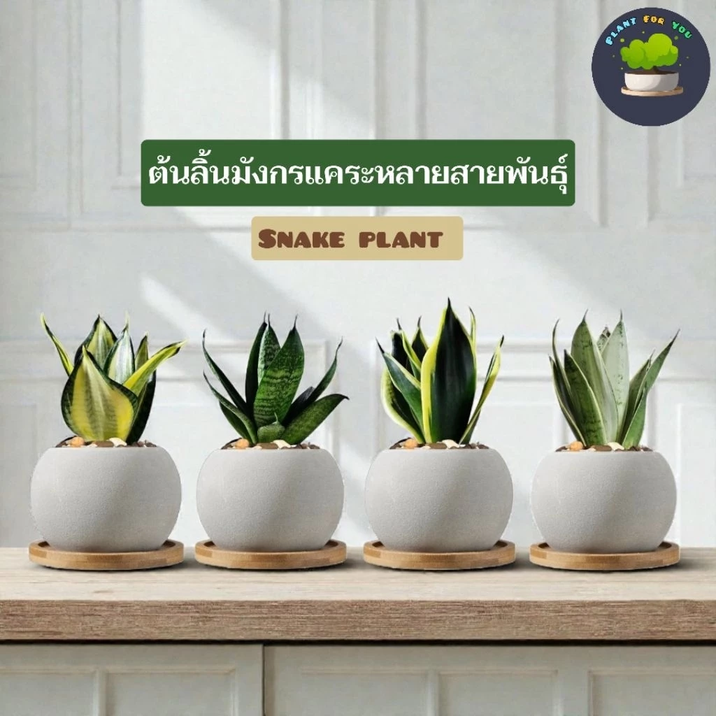 💤ต้นลิ้นมังกรแคระหลายสายพันธุ์ Snake plant พร้อมกระถางปูนเปลือยกลม2.5"นิ้ว+จานรองไม้+หินเกล็ด (ต้นไม้ฟอกอากาศ)