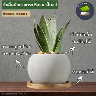 💤ต้นลิ้นมังกรแคระหลายสายพันธุ์ Snake plant พร้อมกระถางปูนเปลือยกลม2.5"นิ้ว+จานรองไม้+หินเกล็ด (ต้นไม้ฟอกอากาศ)