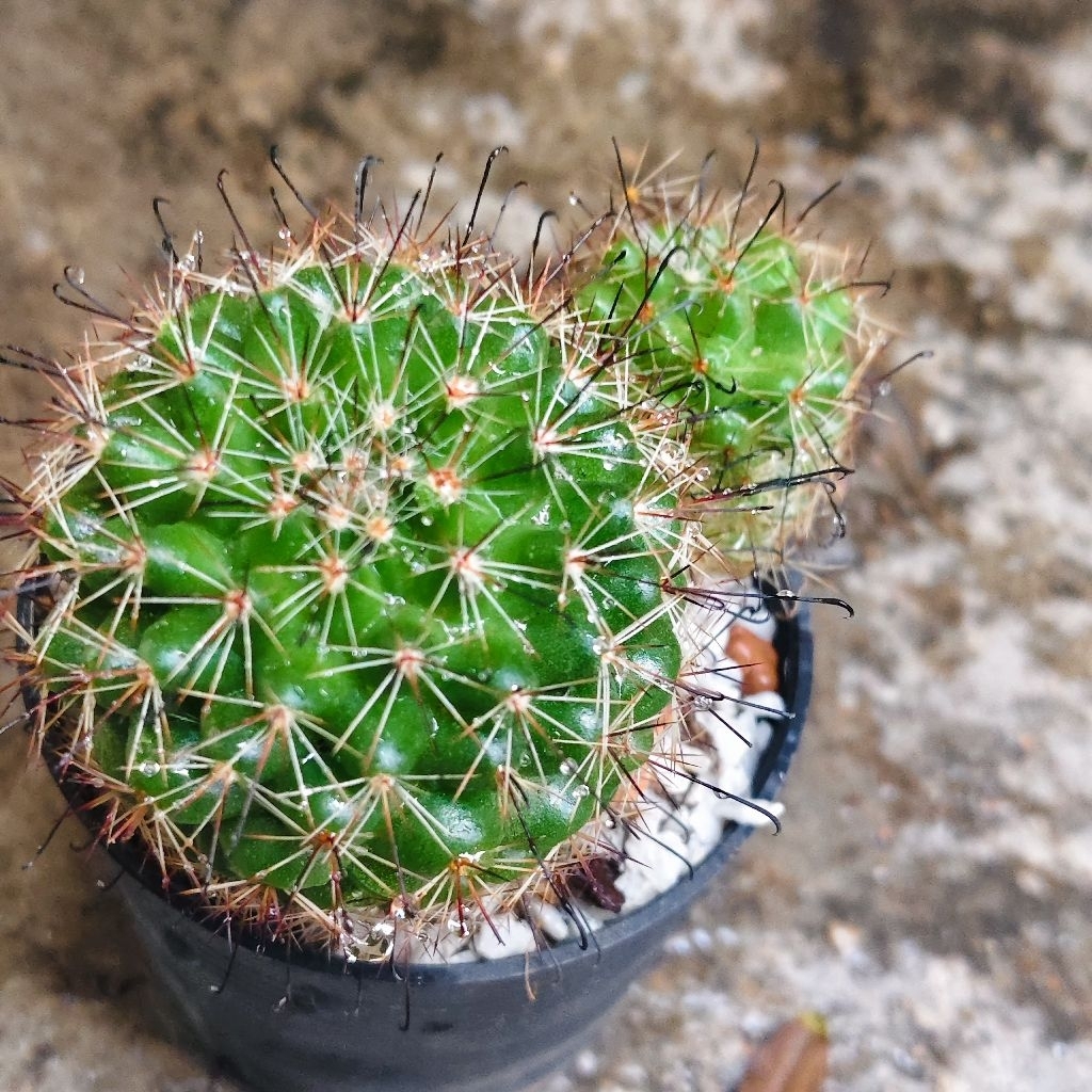 แมม หนามตะขอดำ mammillaria beneckei กระบองเพชร แคคตัส กระถาง3นิ้ว 38บาท