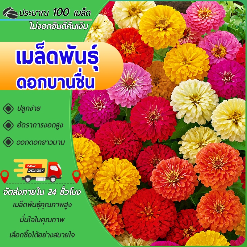 100 เมล็ด ดอกบานชื่น Zinnia คละสี  เป็นไม้มงคลที่เชื่อว่าจะนำความร่มเย็นเป็นสุขมาให้แก่ครอบครัว