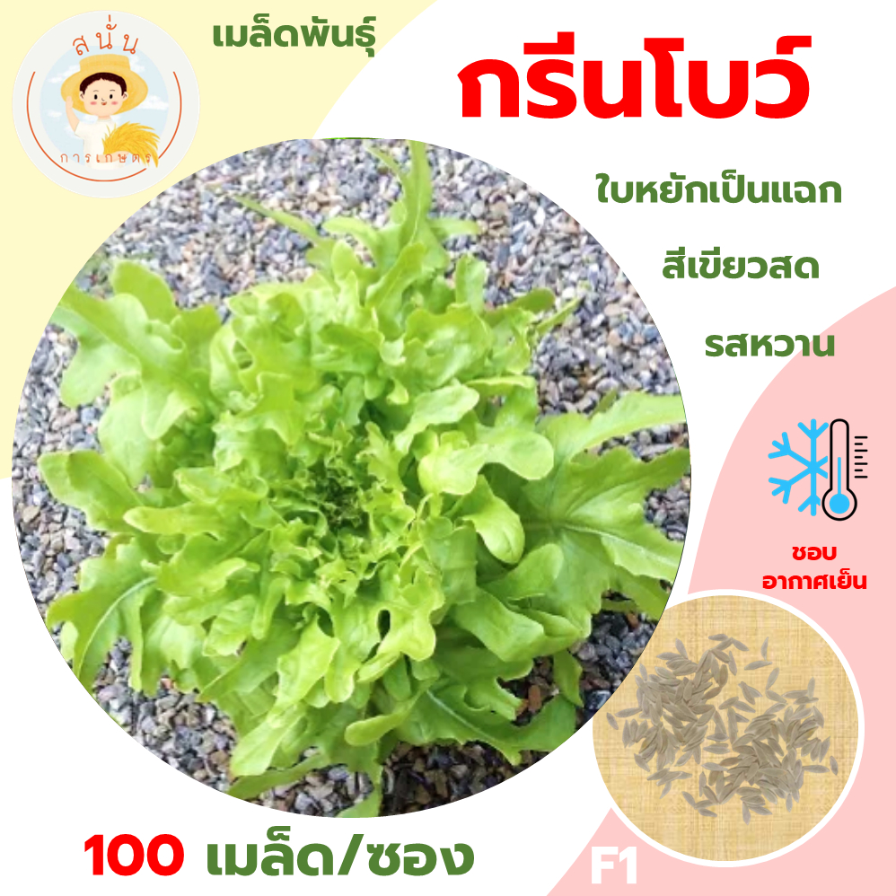 กรีนโบว์ (Green Bowl Seeds) เมล็ดพันธุ์ ผักสลัด ตระกูลผักกาดหอม กรีนโบว์ ขนาด 100 เมล็ด