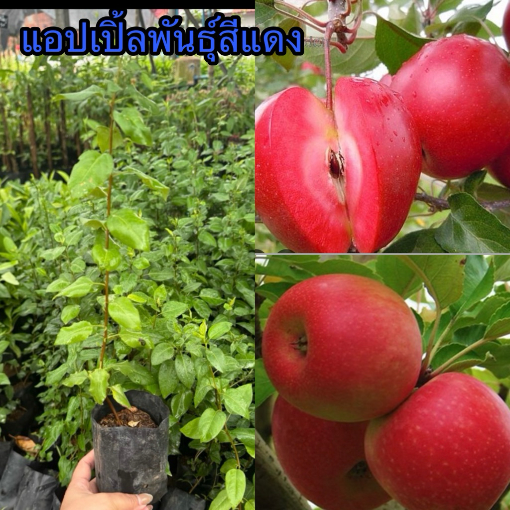 ต้นแอปเปิ้ลแดง แอปเปิ้ลพันธุ์สีแดงพร้อมปลูก ปลูกง่าย โตไว ให้ผลผลิตสูง