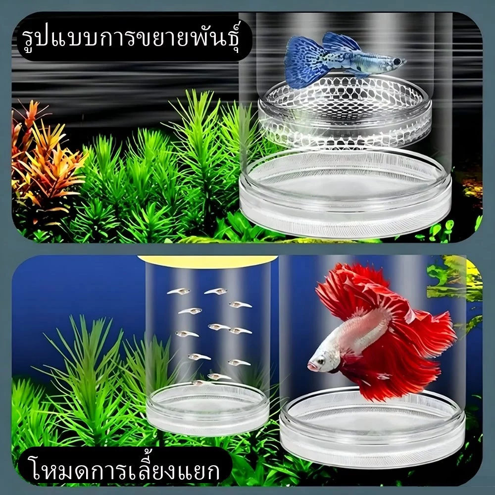 กล่องแยกปลา กล่องเพาะพันธุ์ปลาแบบลอยน้ำ ปลากัด ปลาหางนกยูง thumbnail 6