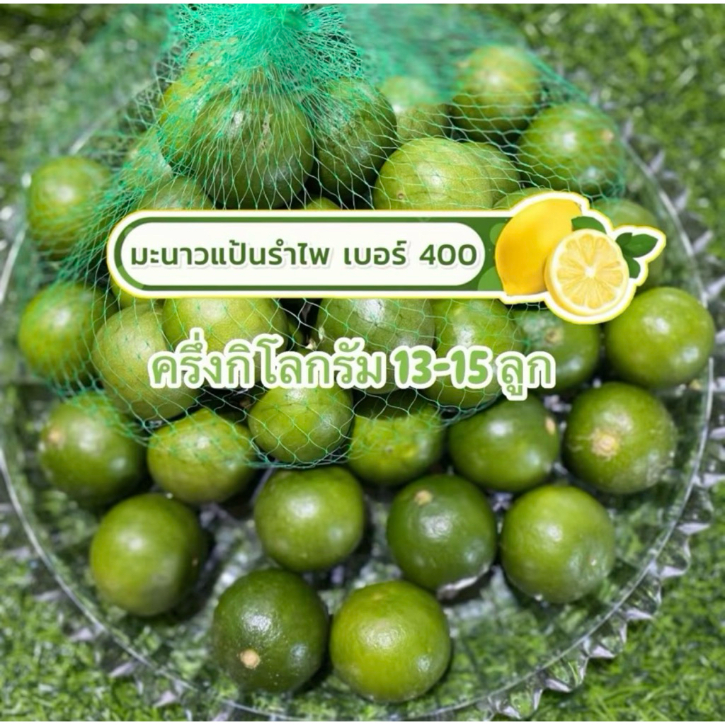 มะนาวแป้นรำไพแท้เบอร์ 400 🍋ได้(13-15ลูก)*นับเป็นลูก* ครึ่งโล