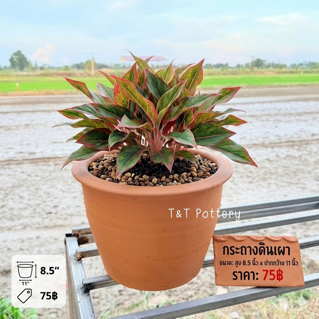 T75 กระถางต้นไม้ดินเผา ทรงคลาสสิก เข้ากับต้นไม้ทุกเฉดสี