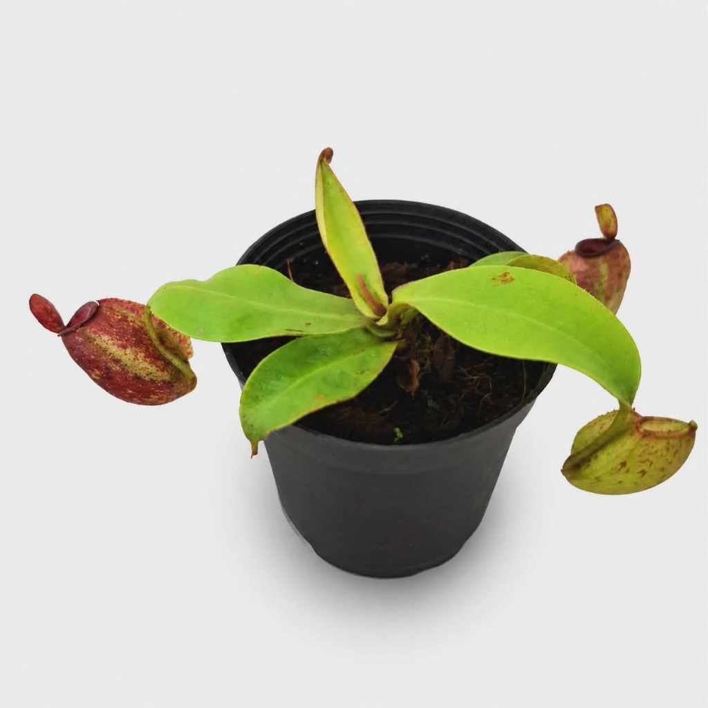 หม้อข้าวหม้อแกงลิง ampullaria tri color red สายพันธุ์แท้สามสีแดง ต้นเล็กกระถาง 3 นิ้ว