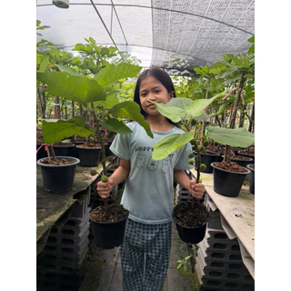 ลูกฟิกส์ พันธุ์อิรักกี้ (1ชุด มี2ต้น) มีลูกติดตรงตามรูป