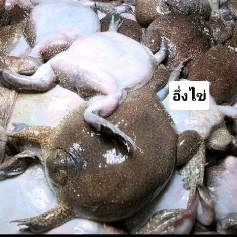 อึ่งไข่คัดไข่ทุกตัวยอดนิยมไข่ทุกตัวแพ็ค 500กรัม