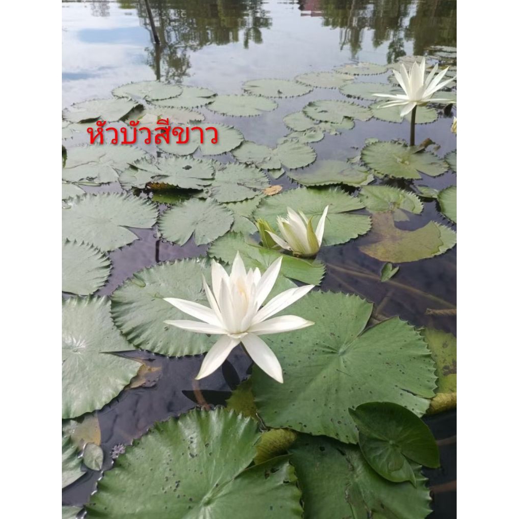 เหง้าบัวหรือหัวบัวสายสีขาว แบบกินสายได้พร้อมปลูก ขนาดตามภาพคละไซส์ ❗1 ชุดมี 7 หัว คละไซส์ถึง