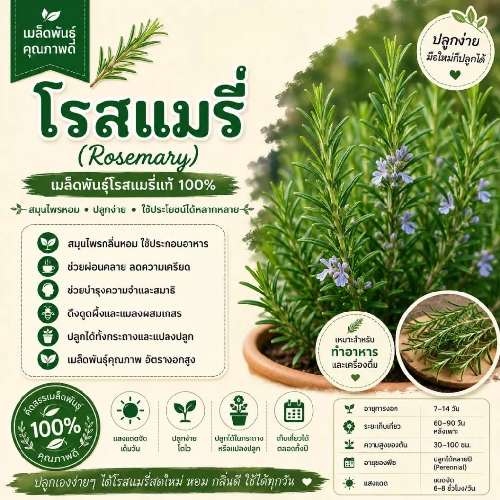 เมล็ดโรสแมรี่ (Rosemary Seeds) 20 เมล็ด | สมุนไพรฝรั่ง กลิ่นหอม ปลูกง่าย | เมล็ดสมุนไพรสวนครัว
