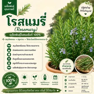 เมล็ดโรสแมรี่ (Rosemary Seeds) 20 เมล็ด | สมุนไพรฝรั่ง กลิ่นหอม ปลูกง่าย | เมล็ดสมุนไพรสวนครัว