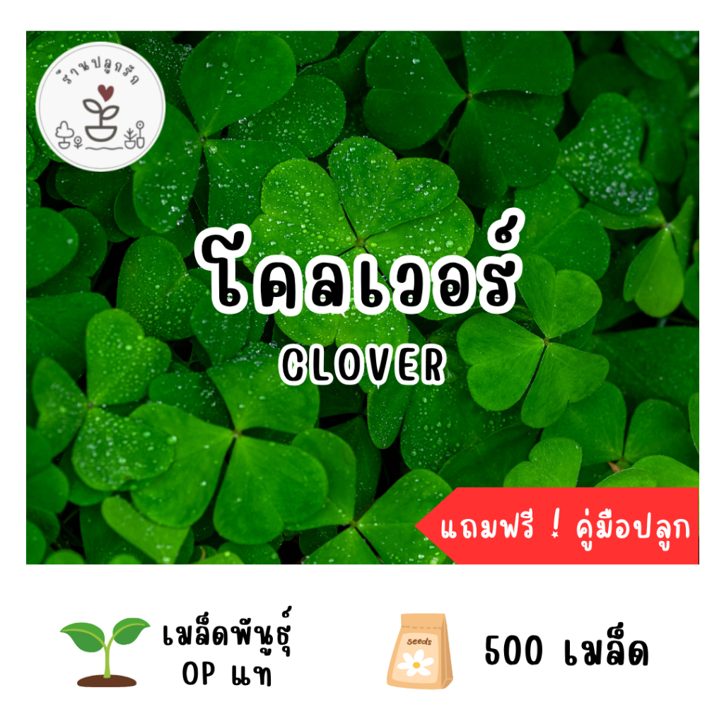 LXG : เมล็ดพันธุ์ โคลเวอร์ (Clover) 500 เมล็ด ปลูกง่าย โตเร็ว เมล็ดแท้ อัตราการงอกสูง