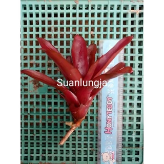 สับปะรดสี Neo fireball (หน่อ)
