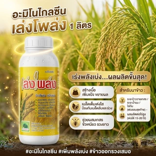 ฮอร์โมนนาข้าวลมเบ่ง เล่งโพล่ง บรรจุ1 ลิตร พ่นข้าวระยะรับท้อง-กลัดหางปลาทู ออกรวงเสมอ ข้าวไม่หักล้มง่าย เมล็ดเต่งเมล็ดใส