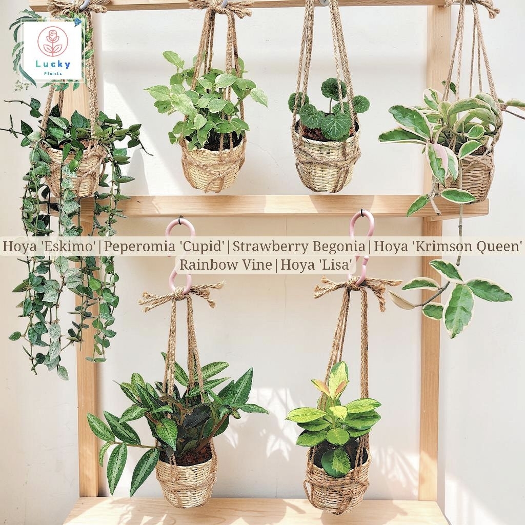 Hoya Eskimo/Cupid Peperomia/Strawberry Begonia/Krimson Queen/ปีกนางฟ้า/Lisa ในกระถางสานไม้ไผ่ 3 นิ้ว+เชือกป่าน+ตะขอแขวน