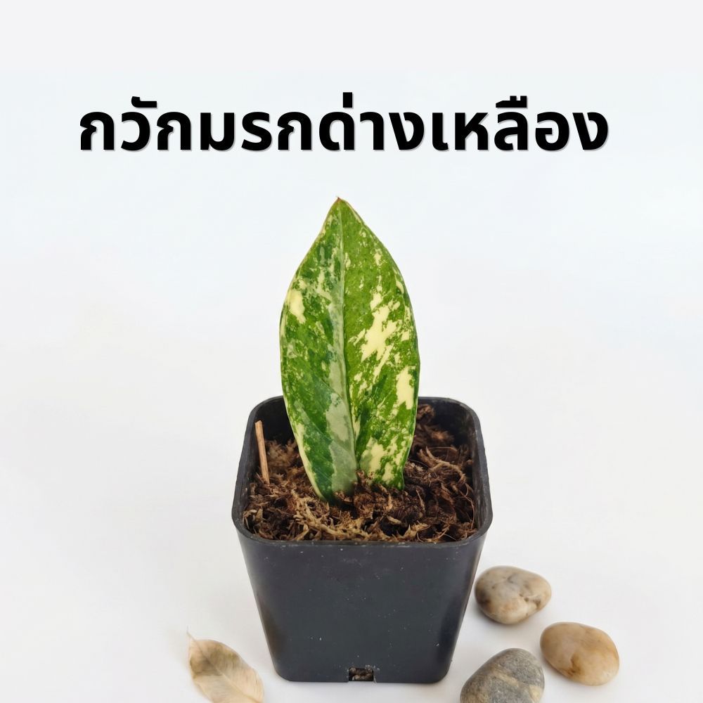 กวักมรกตด่างเหลืองชำใบกระถาง 2" Zanzibar Gemม ZZ Plant