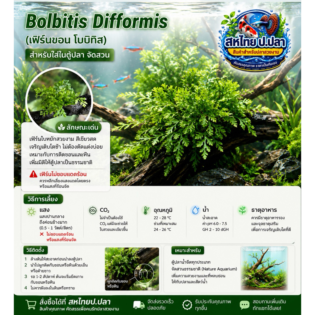 Bolbitis Difformis(เฟิร์นขอน โบบิทิส)สำหรับใส่ในตู้ปลา จัดสวน