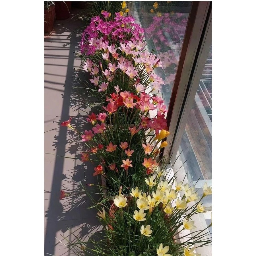 ดอกบัวดินคละสี1ชุด10หัวไม้ดอก❣️🌺🌷ไม้ประดับ
