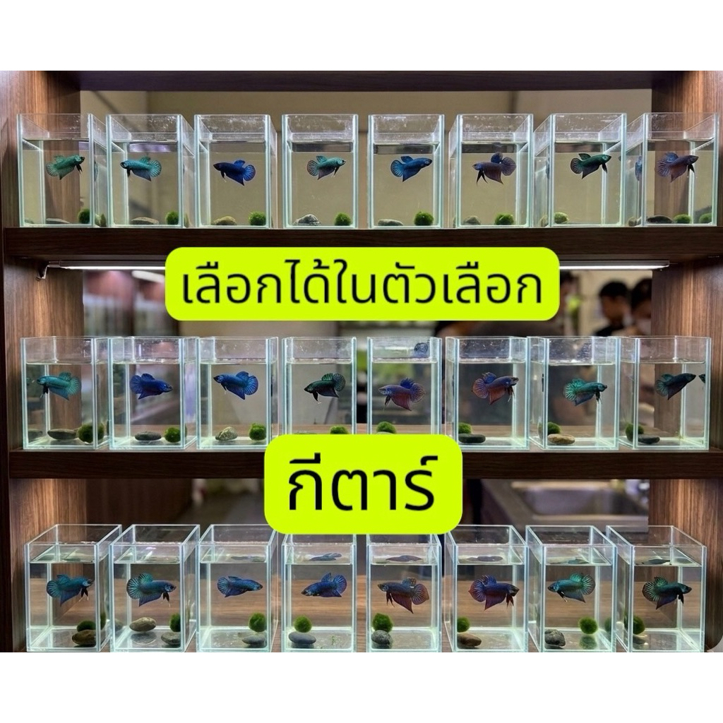 ประดับโหล กีตาร์ ในตัวเลือก