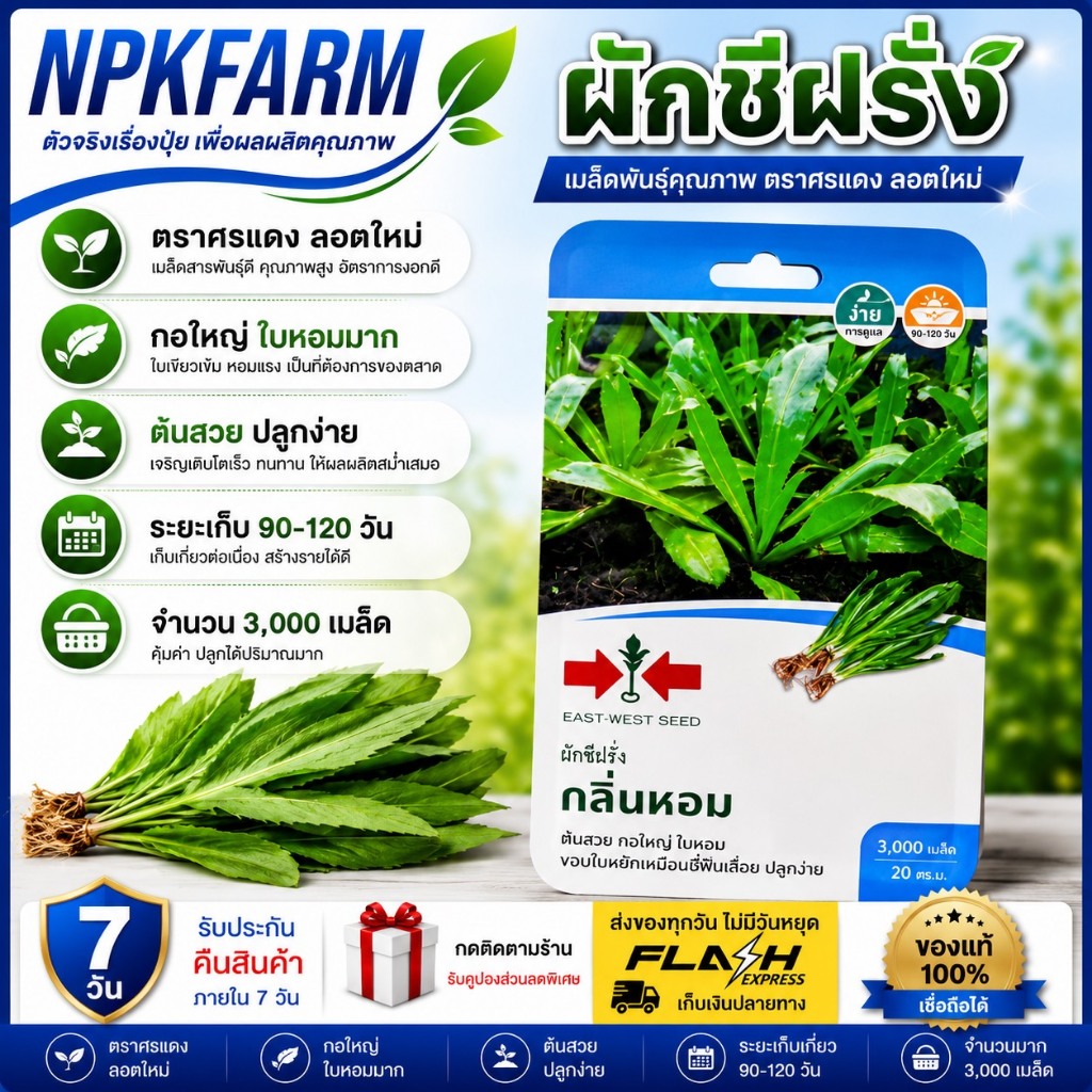 ศรแดง ผักชีฝรั่ง กลิ่นหอม [ จำนวน 3000 เมล็ด ] หมดอายุ 26/08/2569ต้นสวย กอใหญ่ ใบหอม ปลูกง่าย