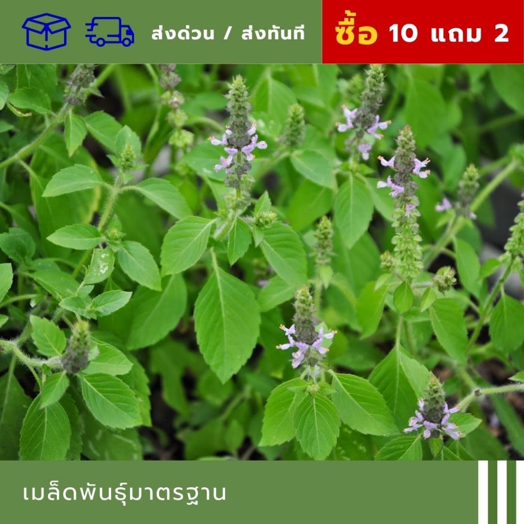กะเพราเขียว 📌ร้านเปิดใหม่ สินค้าราคาคุ้มค่าได้มาตรฐาน📌 ✅อัตราการงอกและรอดสูง✅