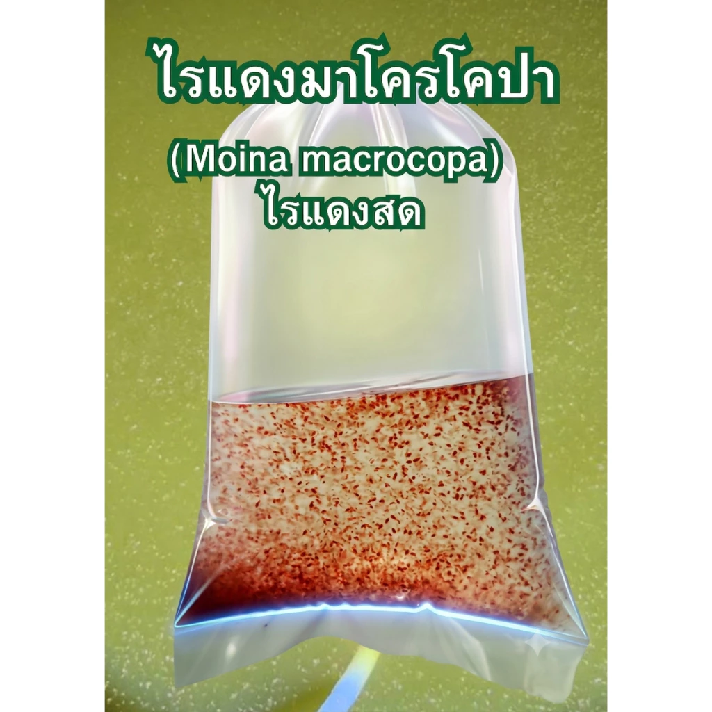 ไรแดงสด ไรแดงมาโครโคปา อาหารปลากัด อาหารปลาสวยงาม (Moina macrocopa)