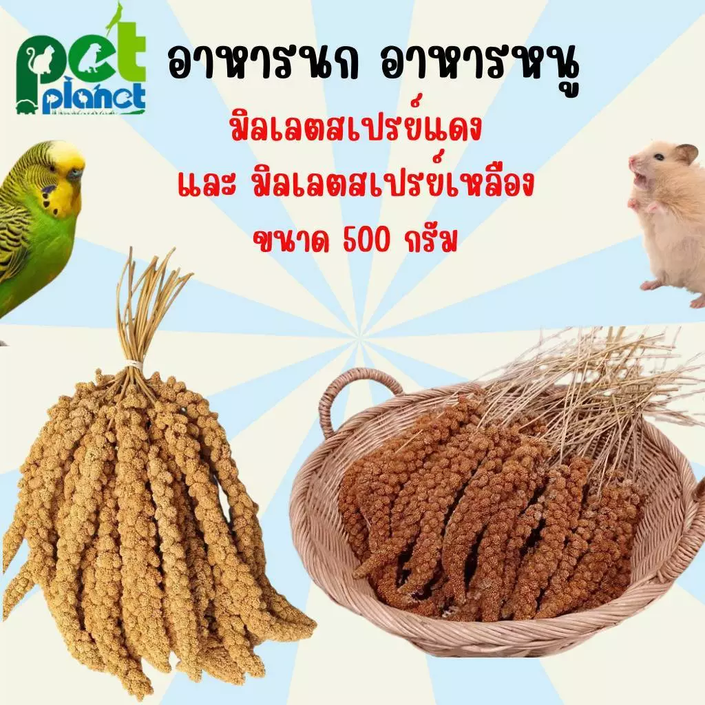 [500g.] มิลเลตสเปรย์แดง อาหารนก อาหารสัตว์เลี้ยง สำหรับ นก นกแก้ว หงส์หยก เลิฟเบิร์ด ค็อกคาเทล ฟอพัส หนูแฮมเตอร์ ฟันแทะ