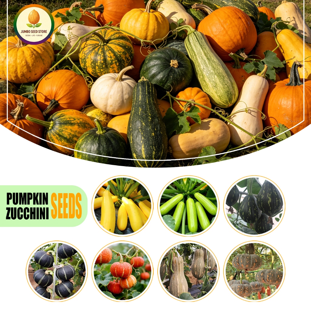 อัตราการงอกสูง เมล็ดพืชผัก เมล็ดฟักทองสำหรับปลูกเป็นอาหาร Vegetable/Pumpkin Seeds For Planting And Consumption