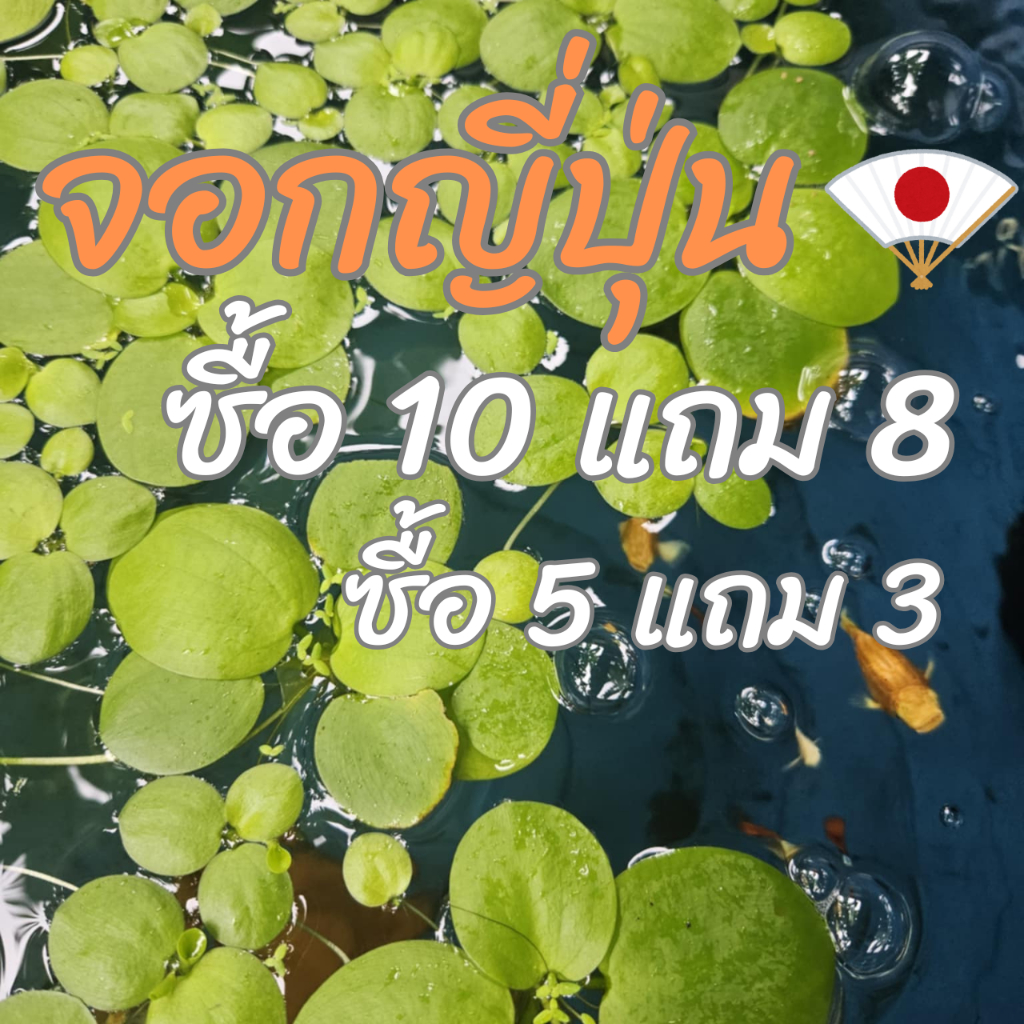 🟢จอกญี่ปุ่น ซื้อ10แถม5 จอกเขียวญี่ปุ่น แหนญี่ปุ่น จอกแหน  (Amazon Frogbit) ไม้น้ำลอยน้ำ ไม้ตู้ปลาไม้น้ำ ของตกแต่งตู้ปลา🐠