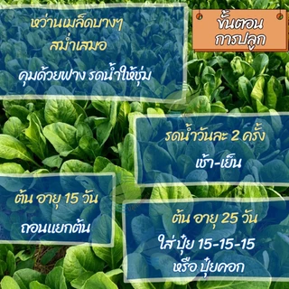 เมล็ดพันธุ์ คะน้า จัมโบ้เอ ตราลูกโลก