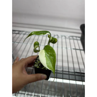 Monstera thai constellation มอสเทอร่าไทคอน กระถาง 2 นิ้ว