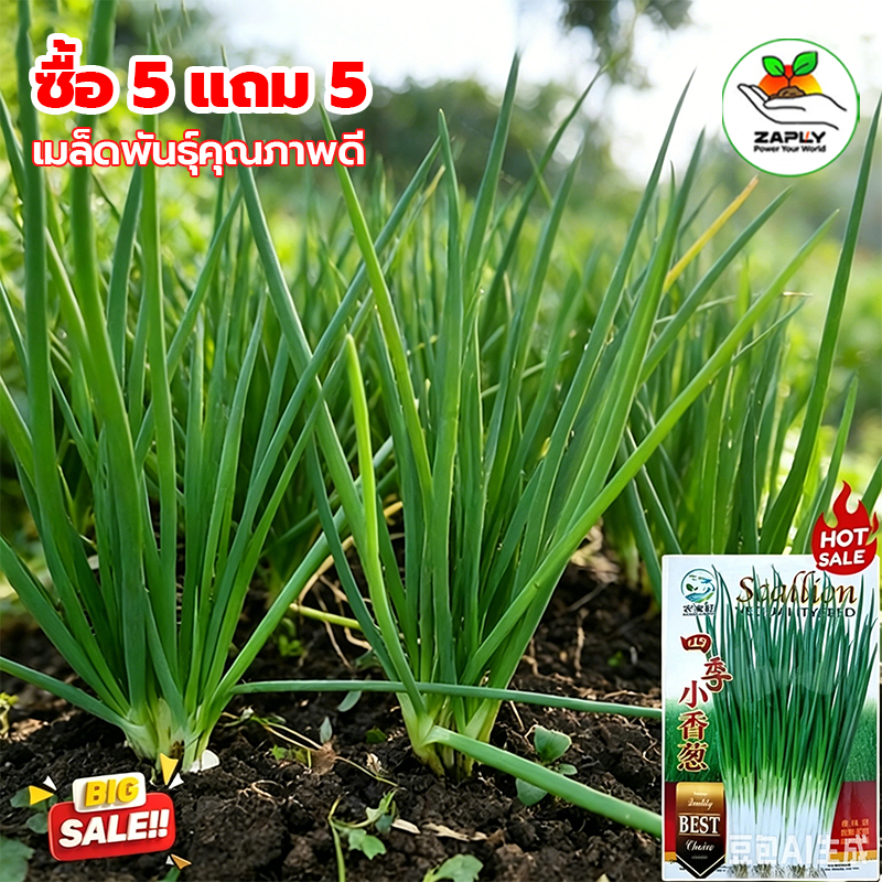 เมล็ดพันธุ์ ต้นหอมแบ่ง 1000 เมล็ด