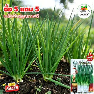เมล็ดพันธุ์ ต้นหอมแบ่ง 1000 เมล็ด [ 5 แถม 5]คละได้
