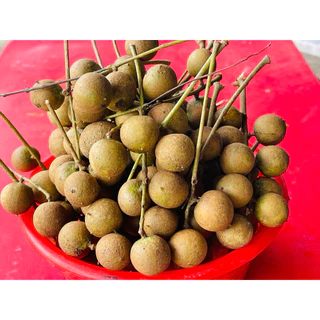ตะคร้อป่า(หมากค้อเปี้ยว)1กิโล 59฿