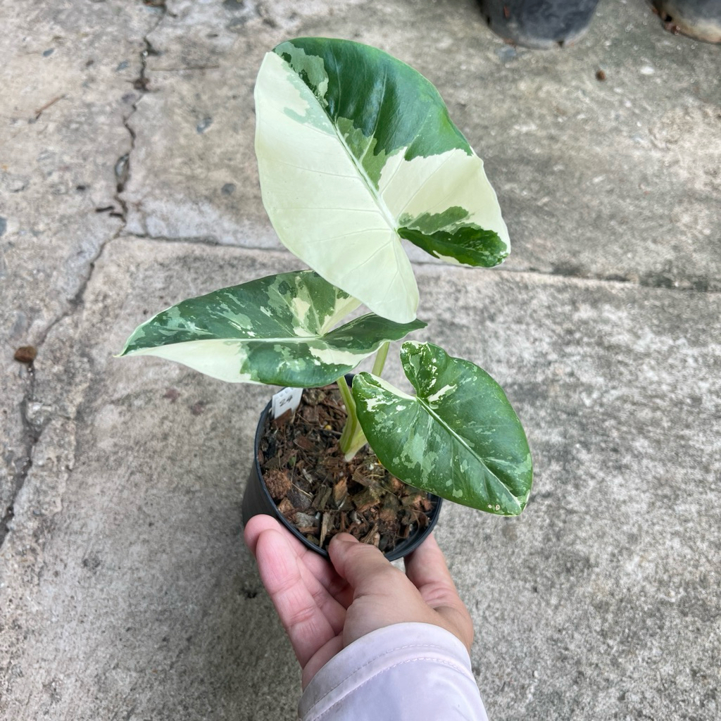 บอนกระดาดด่าง แบบชำ และตัดสดAlocasia macrorrhizos