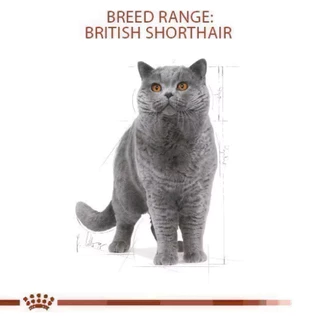[British adult 4kg] ROYAL CANIN อาหารแมว BRITISH ADULT บริติช ขนาด 4 kg